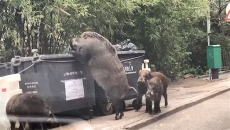 hog in china dumpster